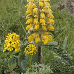 Phlomoides speciosus